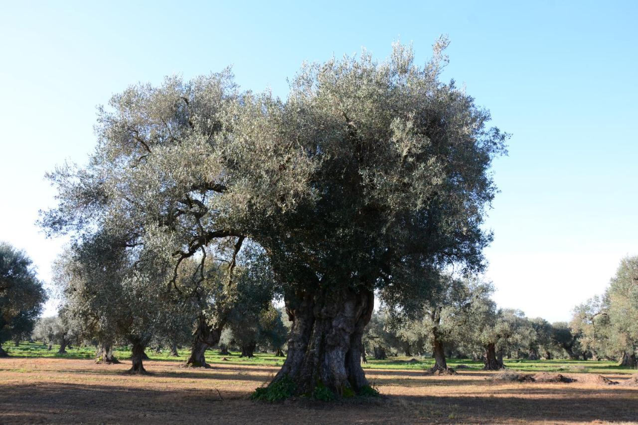 Masseria Rifisa Agriresort Caprarica di Lecce Екстериор снимка